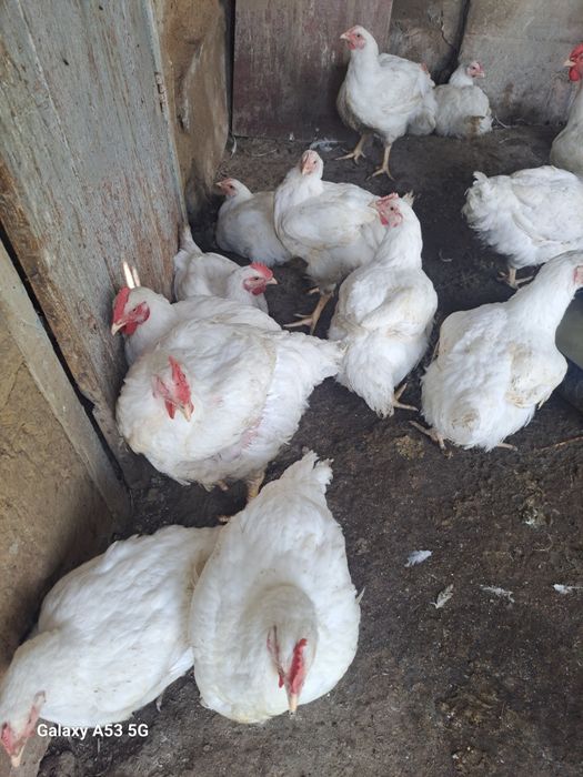 Продам курей бройлеры