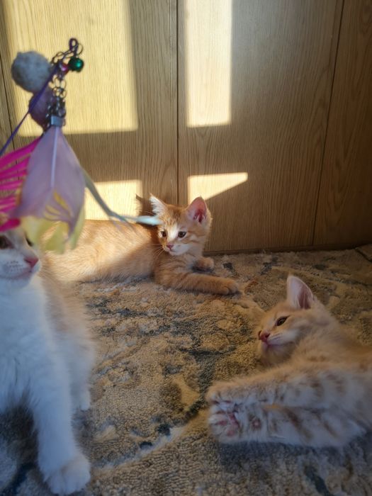 Котята в добрые и ответсвенные руки