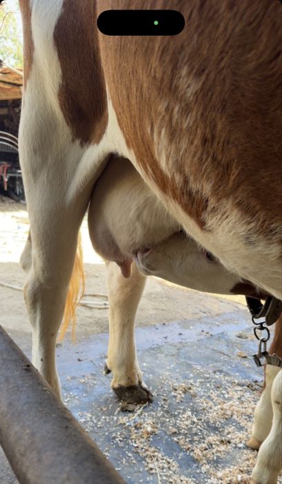 Vaca baltata cu vitel