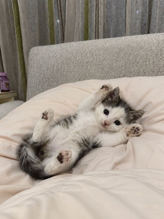 Отдаю котят в добрые руки