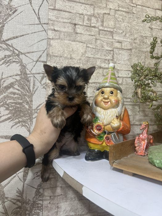 продаётся щенок Мини Йорка