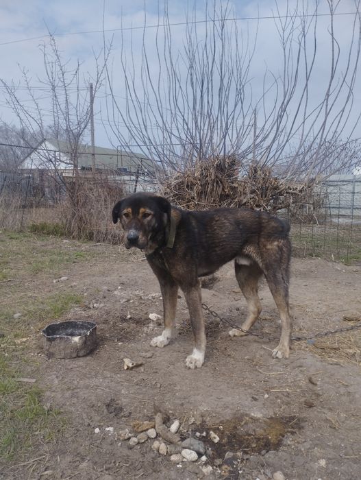 Алабай 1 жасар 20000 тг