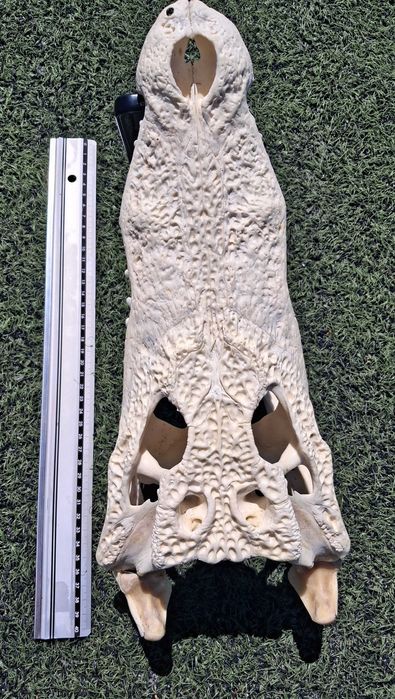 Последна оферта! Челюст КРОКОДИЛ с Документ за притежание по CITES