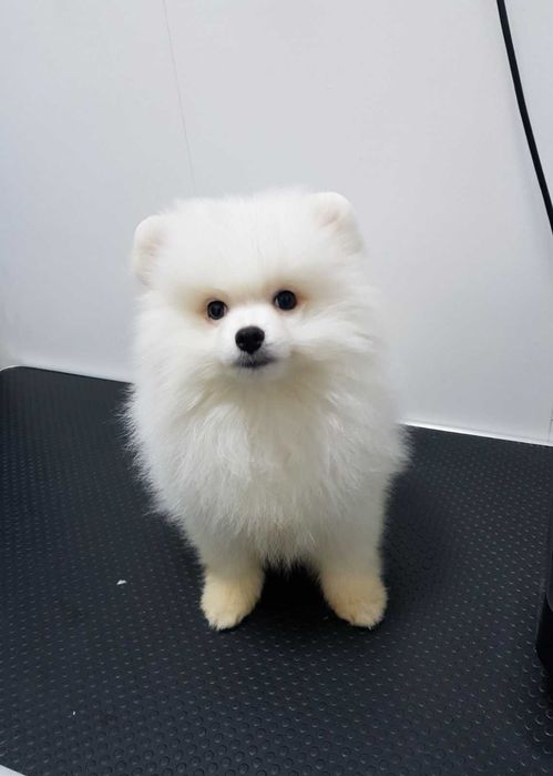 Продава  Пекинез, Мини шпиц, Йоркширски териер