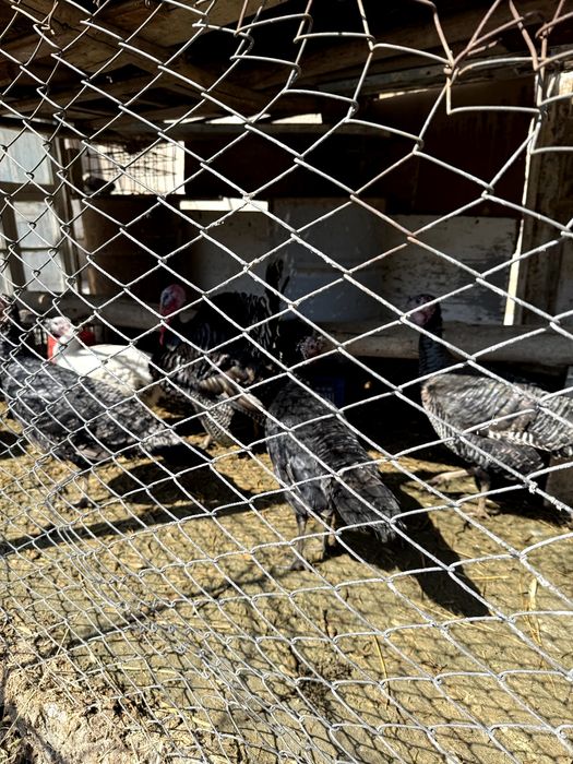 Индюклар сотилади Тоза парода