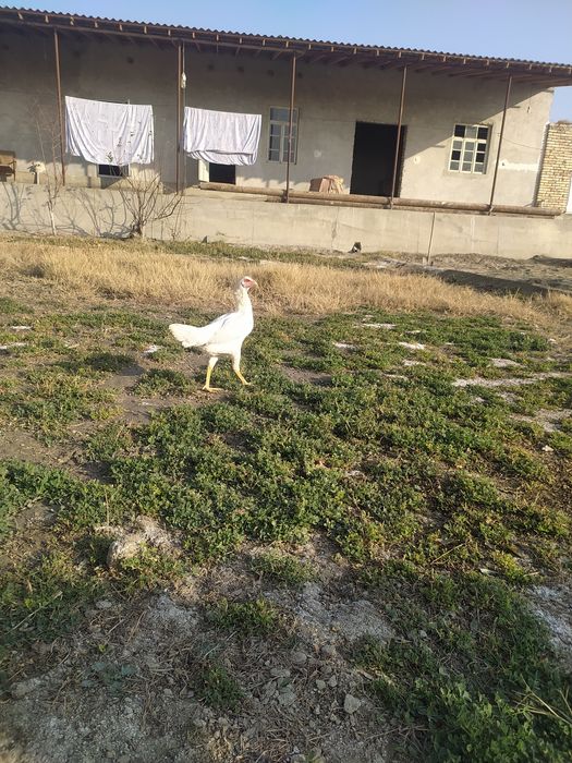 Куланги оппок макиён сотилади