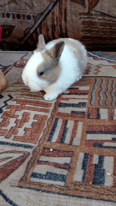 Кролик Декартивный