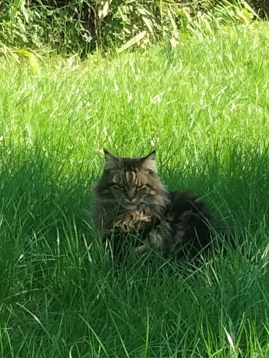 Продам кошку Мейн Куна