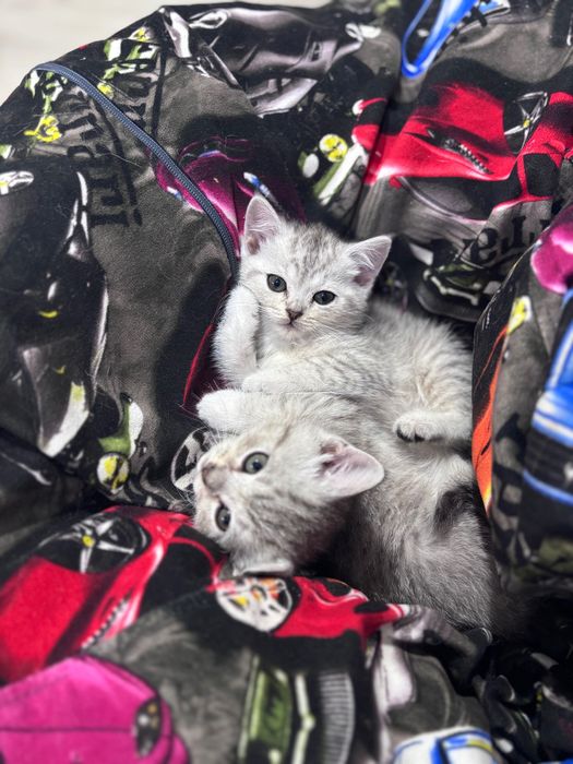 Котята скотиш страйт