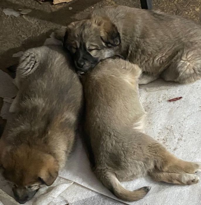 Отдам щенков в хорошие руки