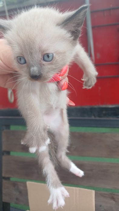 Отдам котёнка , 2 месяца.