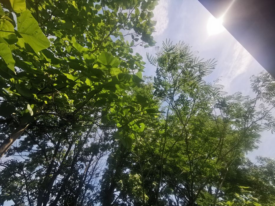 Pui de frasin la pahar/ghiveci
