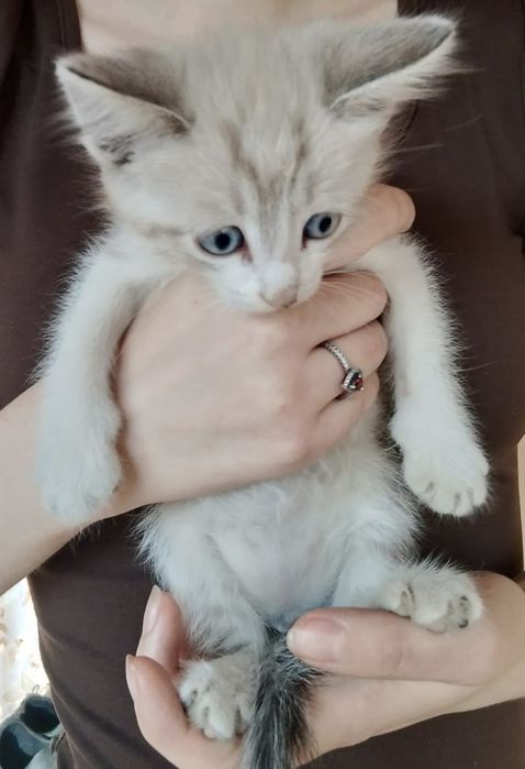 Отдам котят в добрые руки