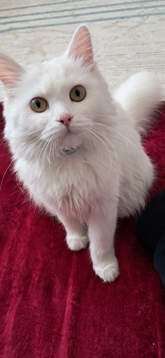 Срочно продаёться кошка