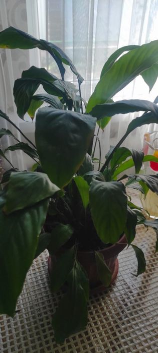 цветы, цена договорная