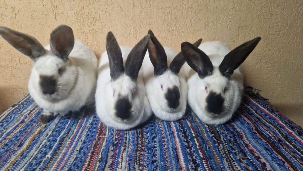 Vând femele Urias de Transilvania