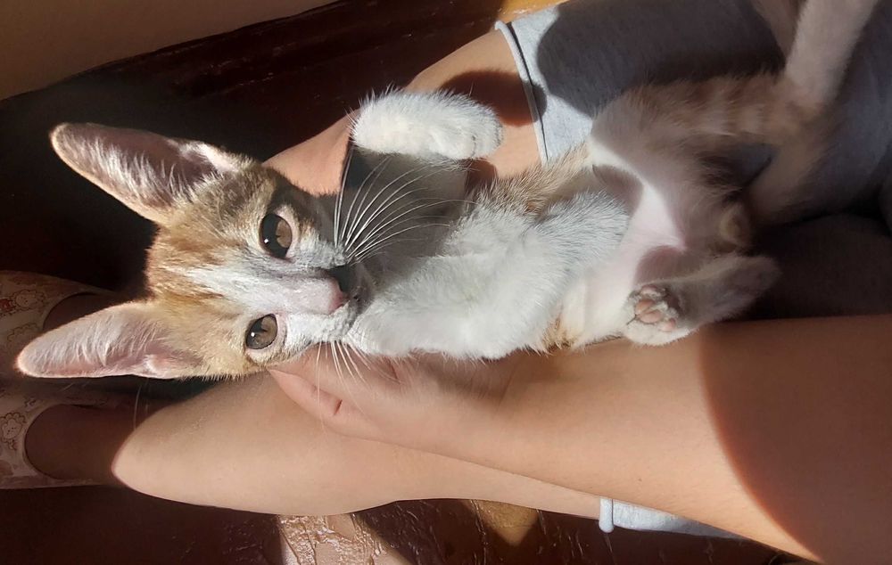 Рыжий котёнок  ищет себе любящий дом