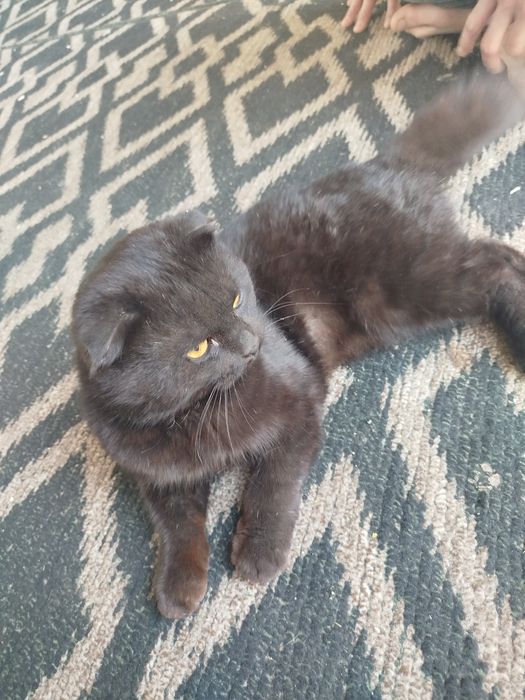 Симба кошка чёрный света