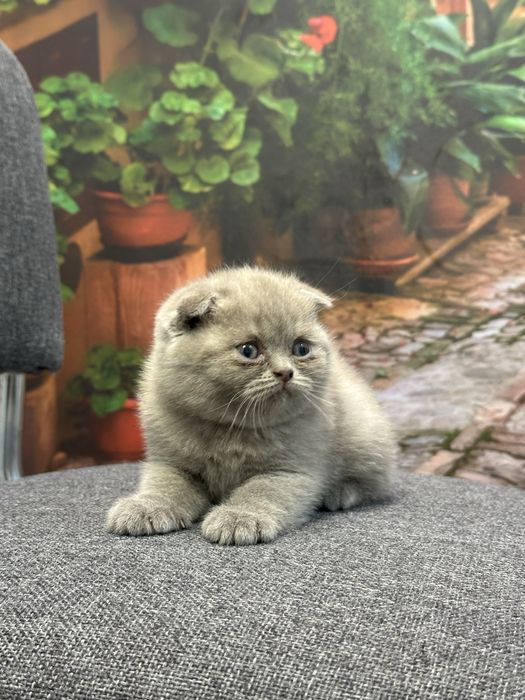 Scottish Fold продаются