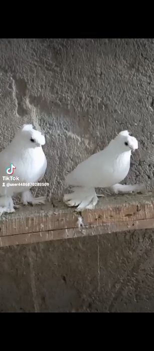 Например iphonehf