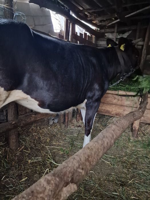 Vând junică gestanta in 2 luni jumate !!