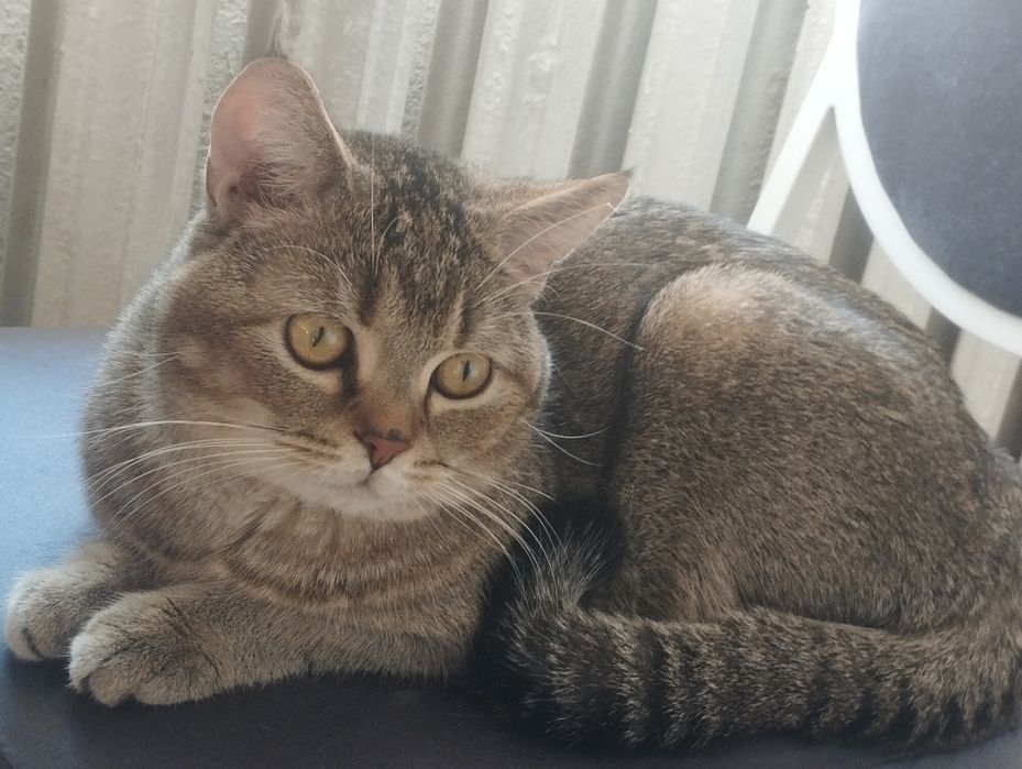 Молодой котик ждёт подругу.