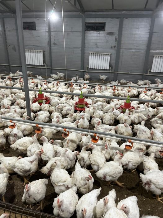 Бройлеры живым весом