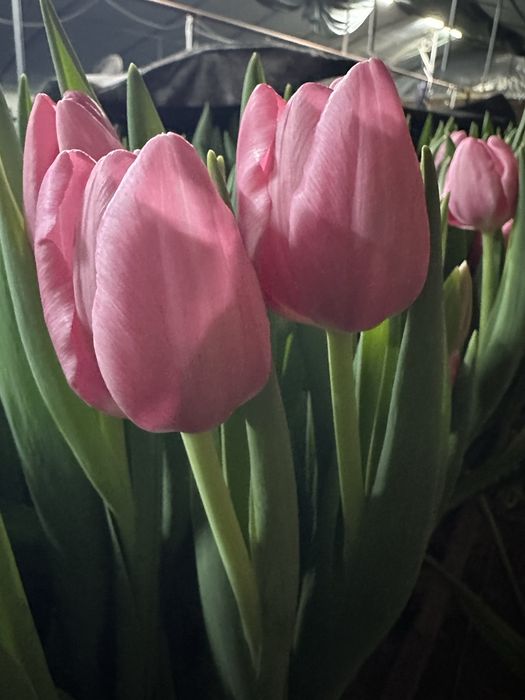 Тюльпаны только  оптом