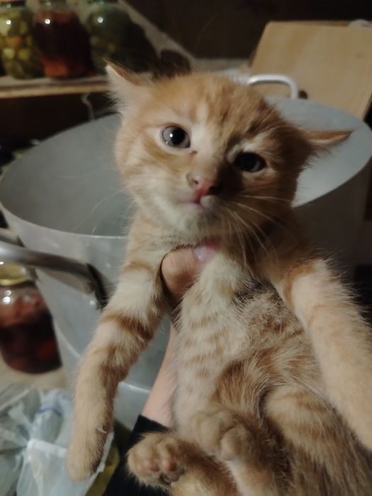 Отдам котят в добрые руки