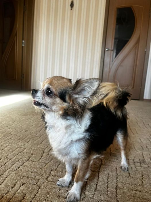 Чихуахуа щенки.Мальчик и девочка