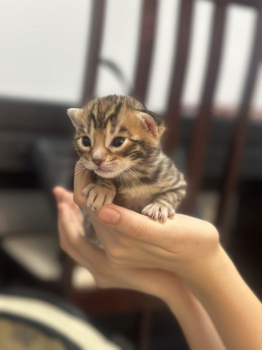 Котята бенгальской породы