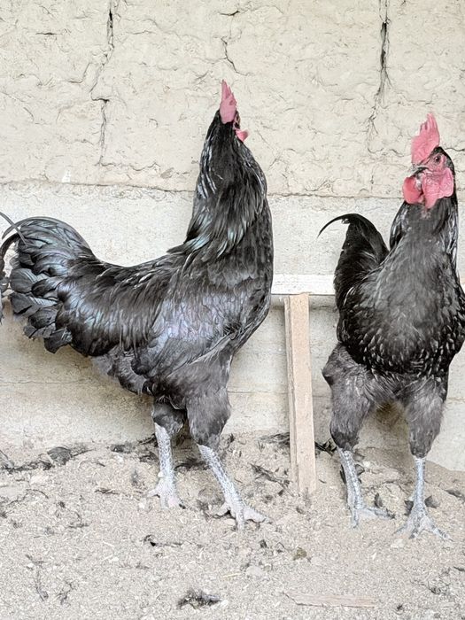 qora shaxzoda horozlari