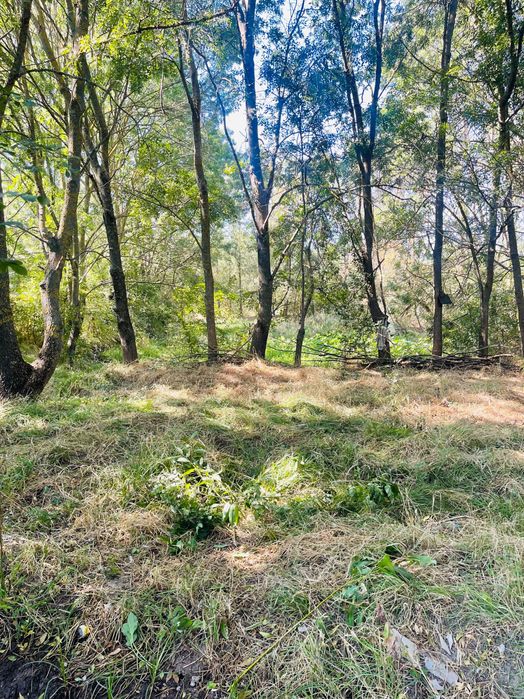 Teren intravilan com Mârzănești sat Valea Parului