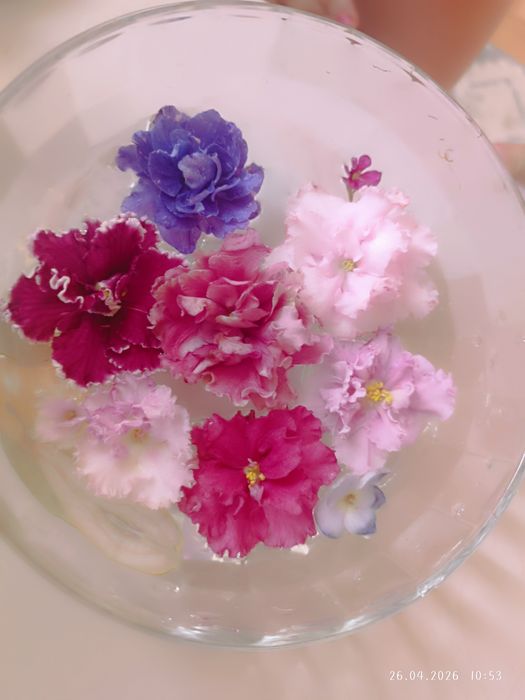 Фиалки, детки и листики