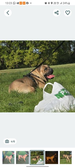 Mascul Cane Corso cu pedigree dresat 3 ani