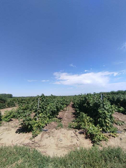 Продам землю К/Х