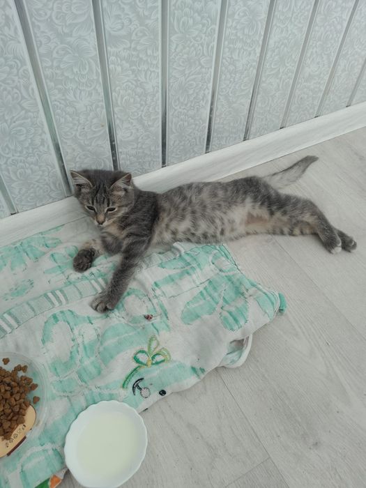 Котенок полгода .