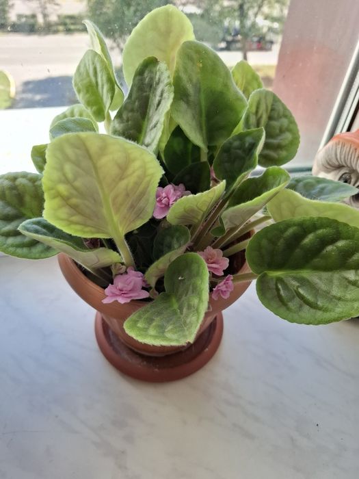 Фиалки сотовые 1500тг