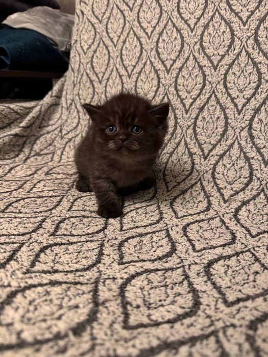 Продаются британские котята