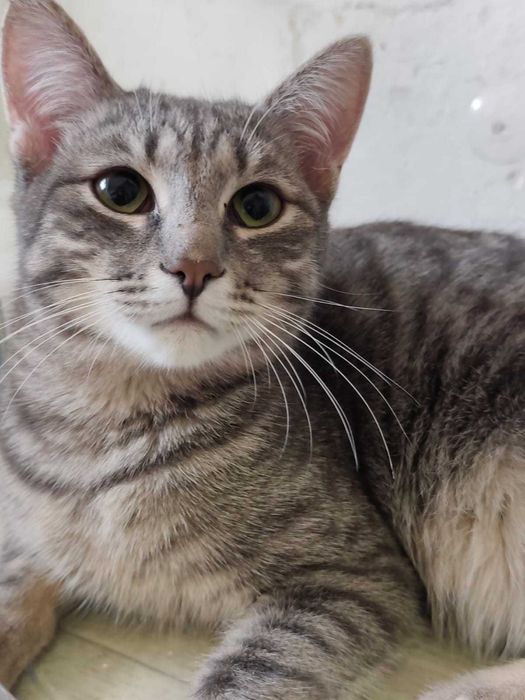 Котик мальчик возраст 8 месяцев ищет дом