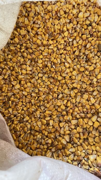 Продам кормовую кукурузу