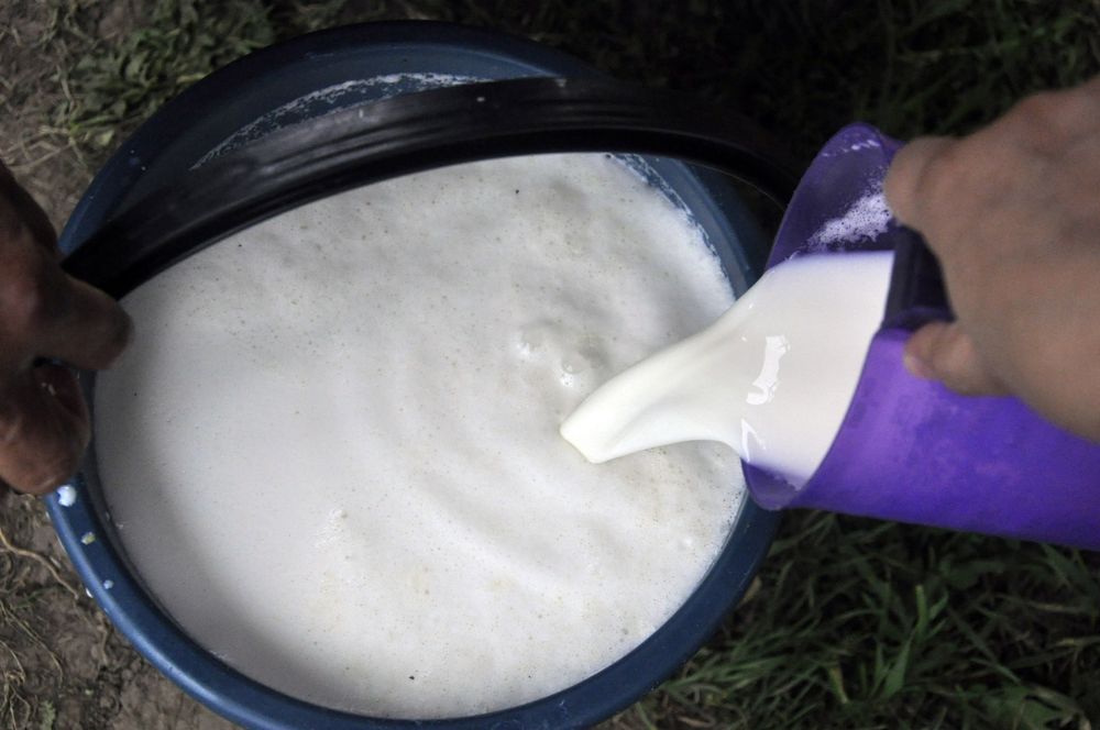 Натуральный Домашний Свежий кымыз шубат.Вкусный  Кумыс. Қымыз. Шұбат.