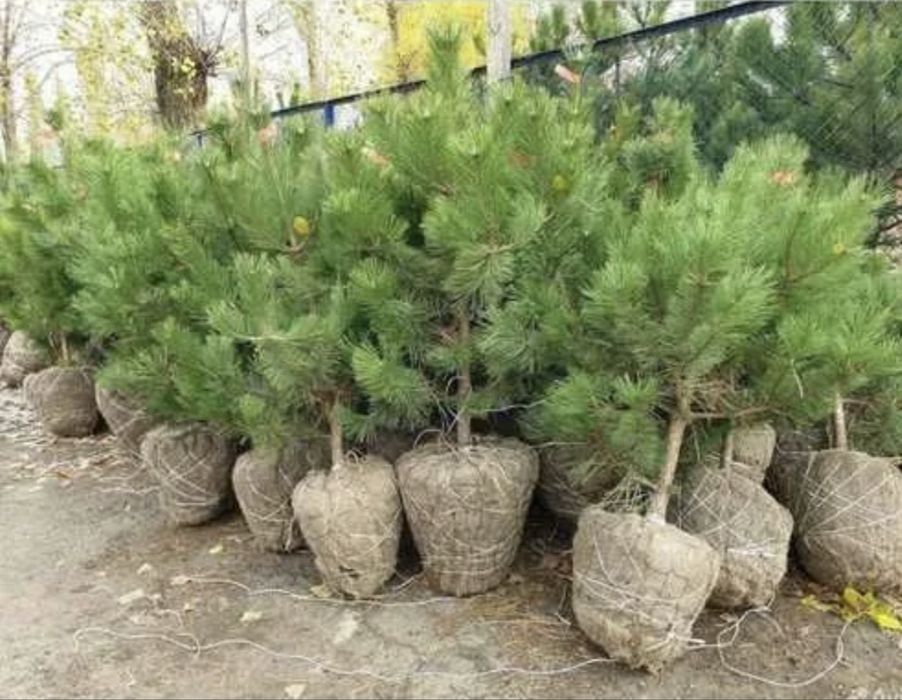 Продам саженцы ель ,пихта,сосны.