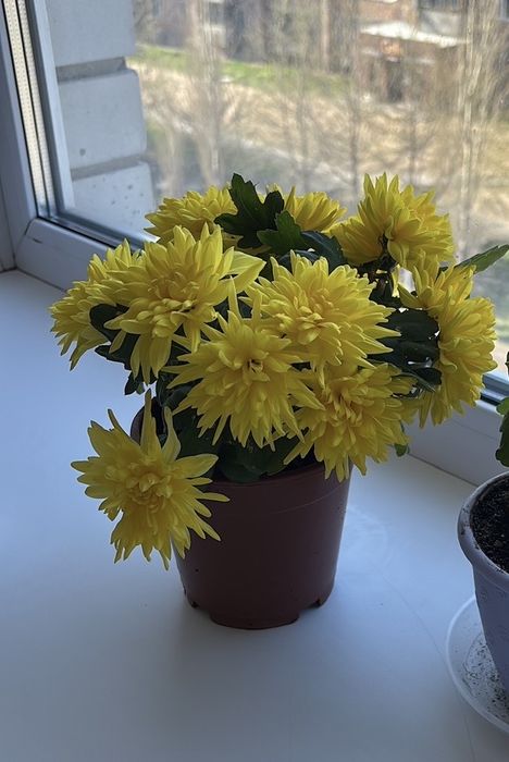 Хризантемы.  комнатные цветы