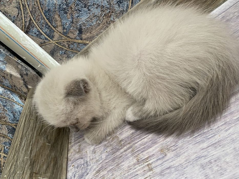 Кота в хорошие руки