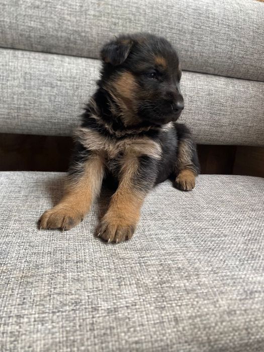 Щенки немецкой овчарки