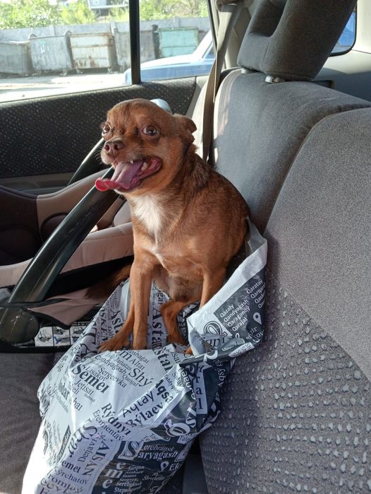 Той терьер молодой