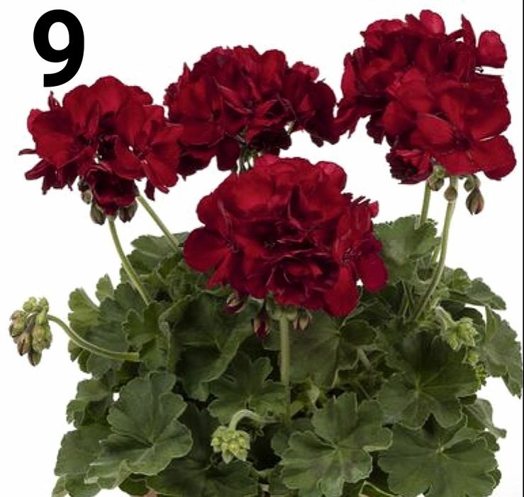 Нискостеблено мушкато-2.50€