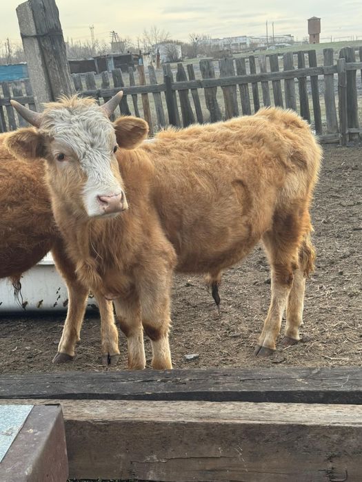 Екі Бұқа сатылады 1жас2ай