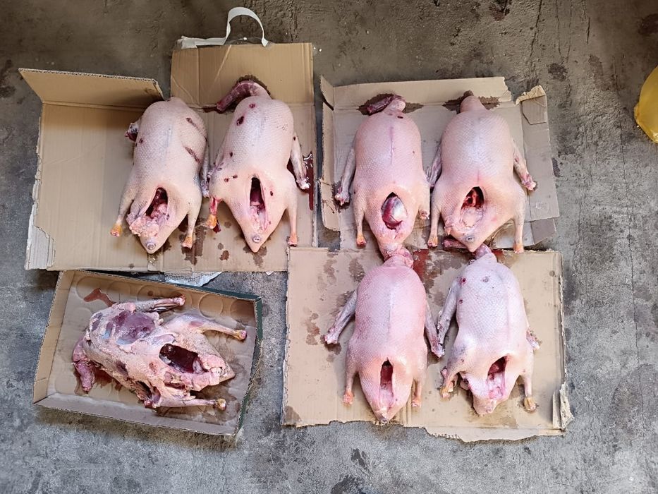 Продам диких гусей